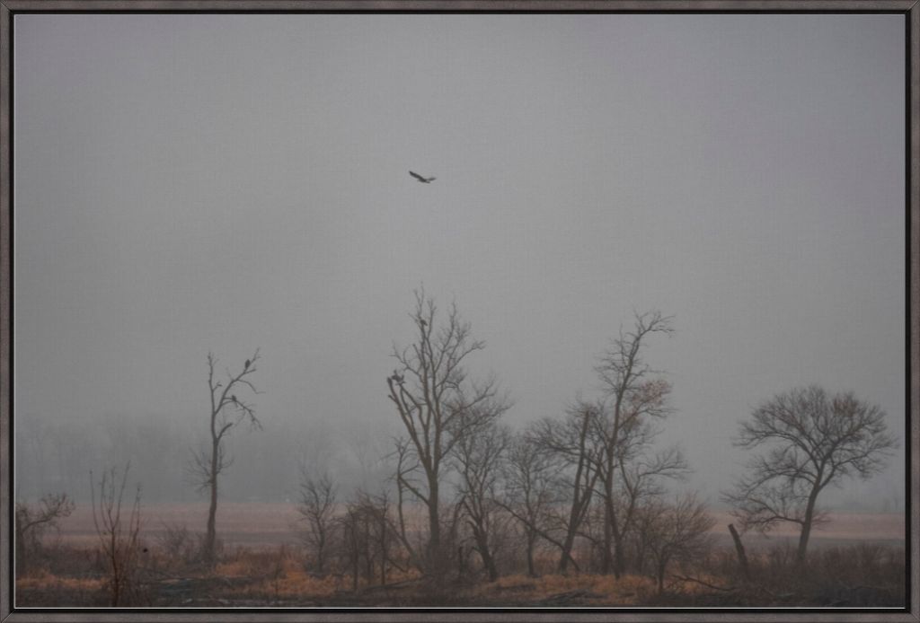 Wetlands Flight