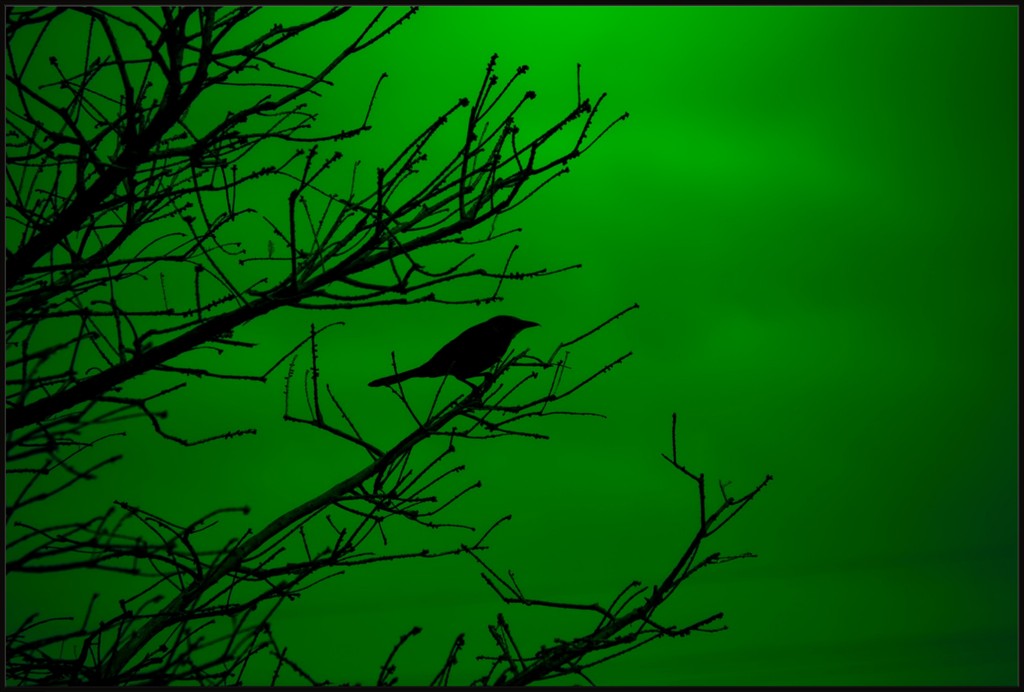 Grackle Silhouette on Green