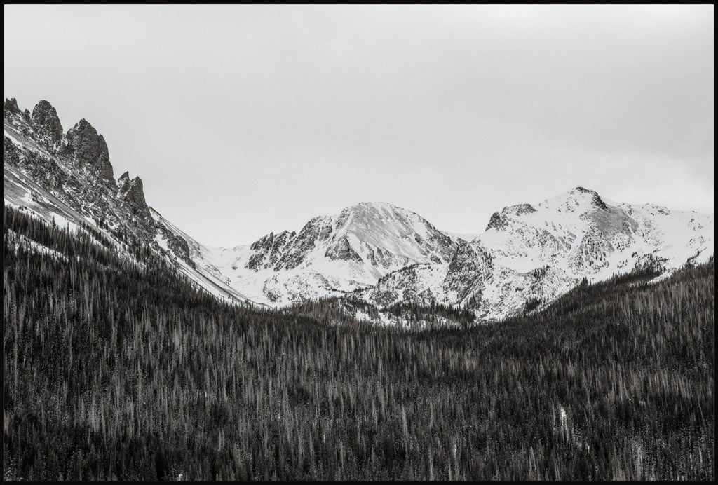 Monochrome Winter Mountains & Pines