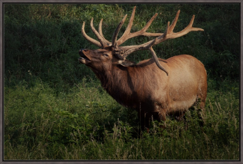 Ashland Bull Elk II