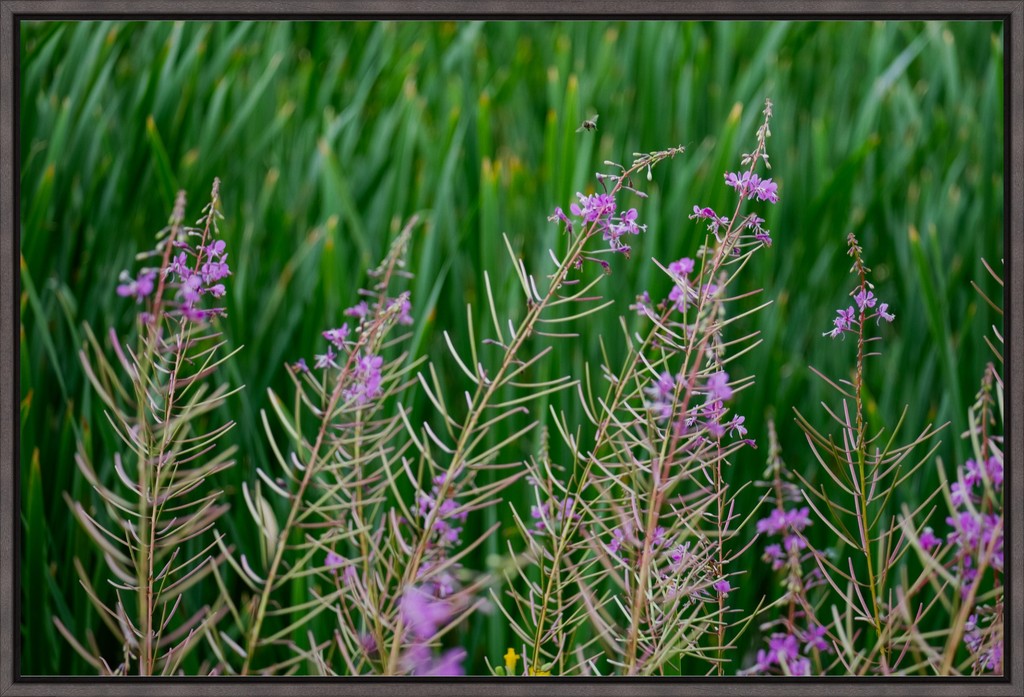 Purple Wildflowers + Bee