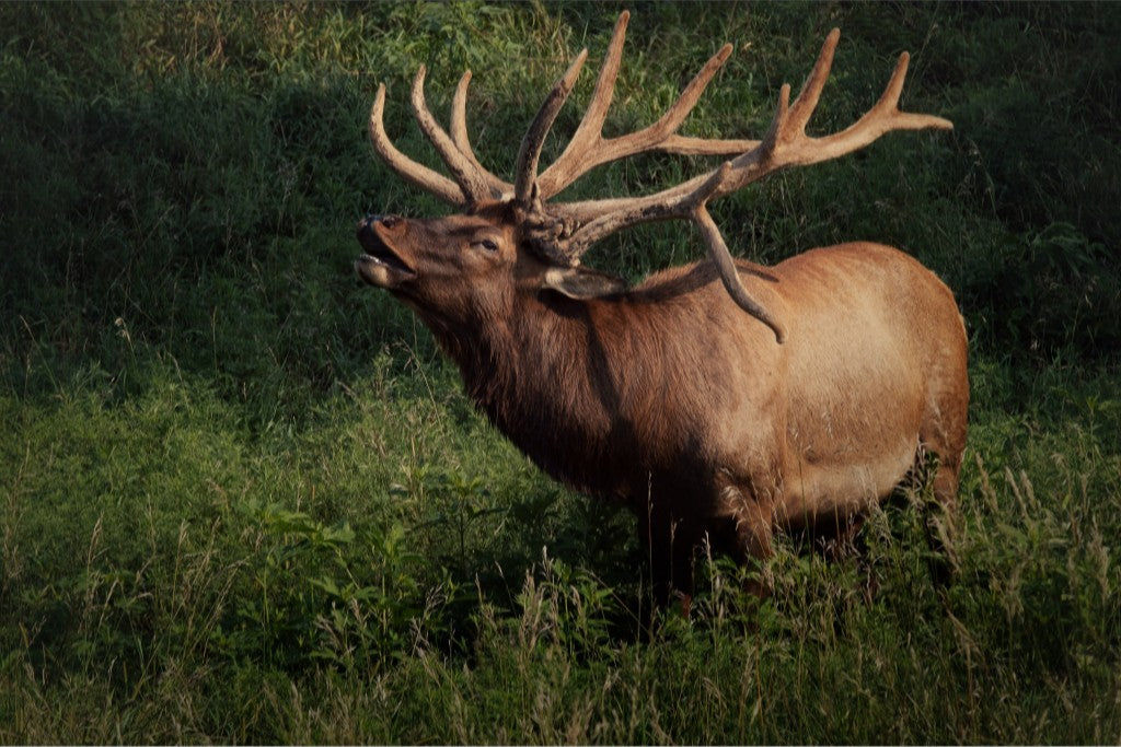 Ashland Bull Elk II