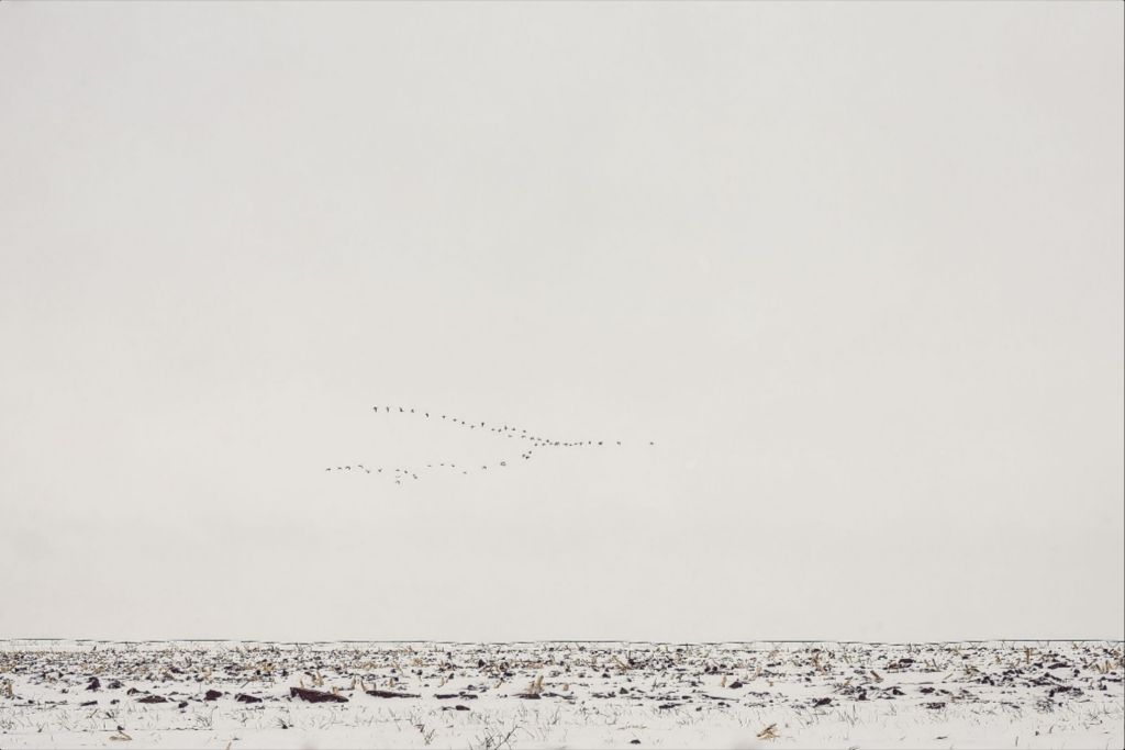 Geese Over Snowy Field