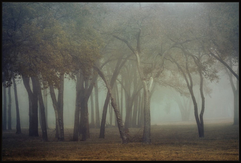 Canyon Lake Fog