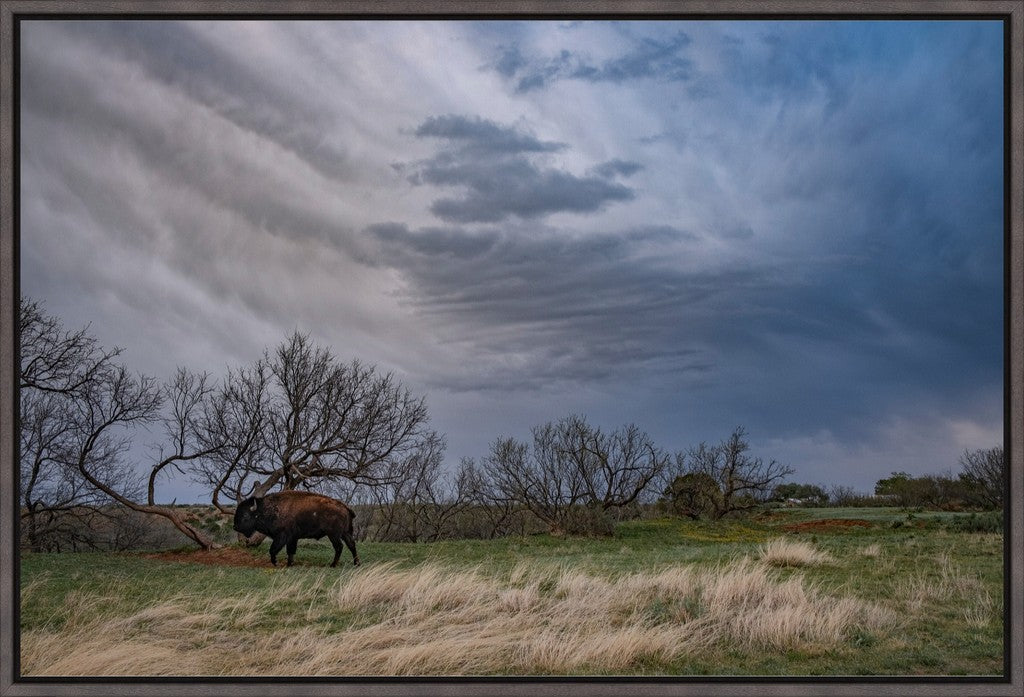 Caprock Bison III