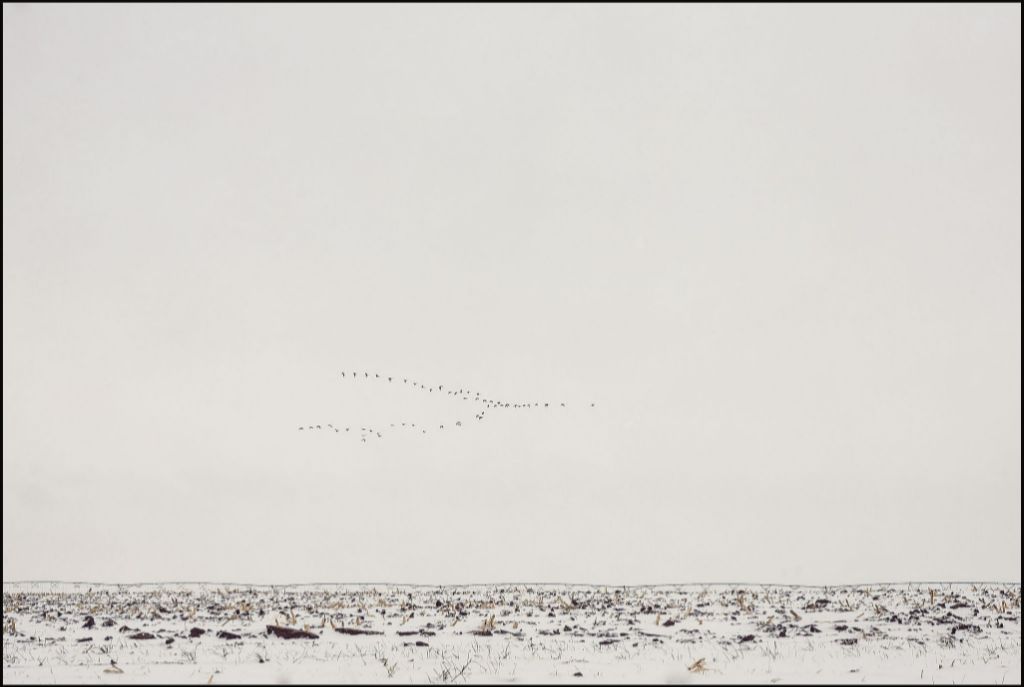 Geese Over Snowy Field
