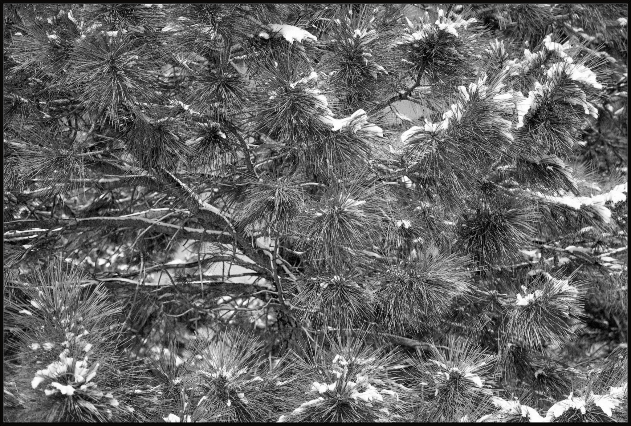 Snow on the Pine Boughs