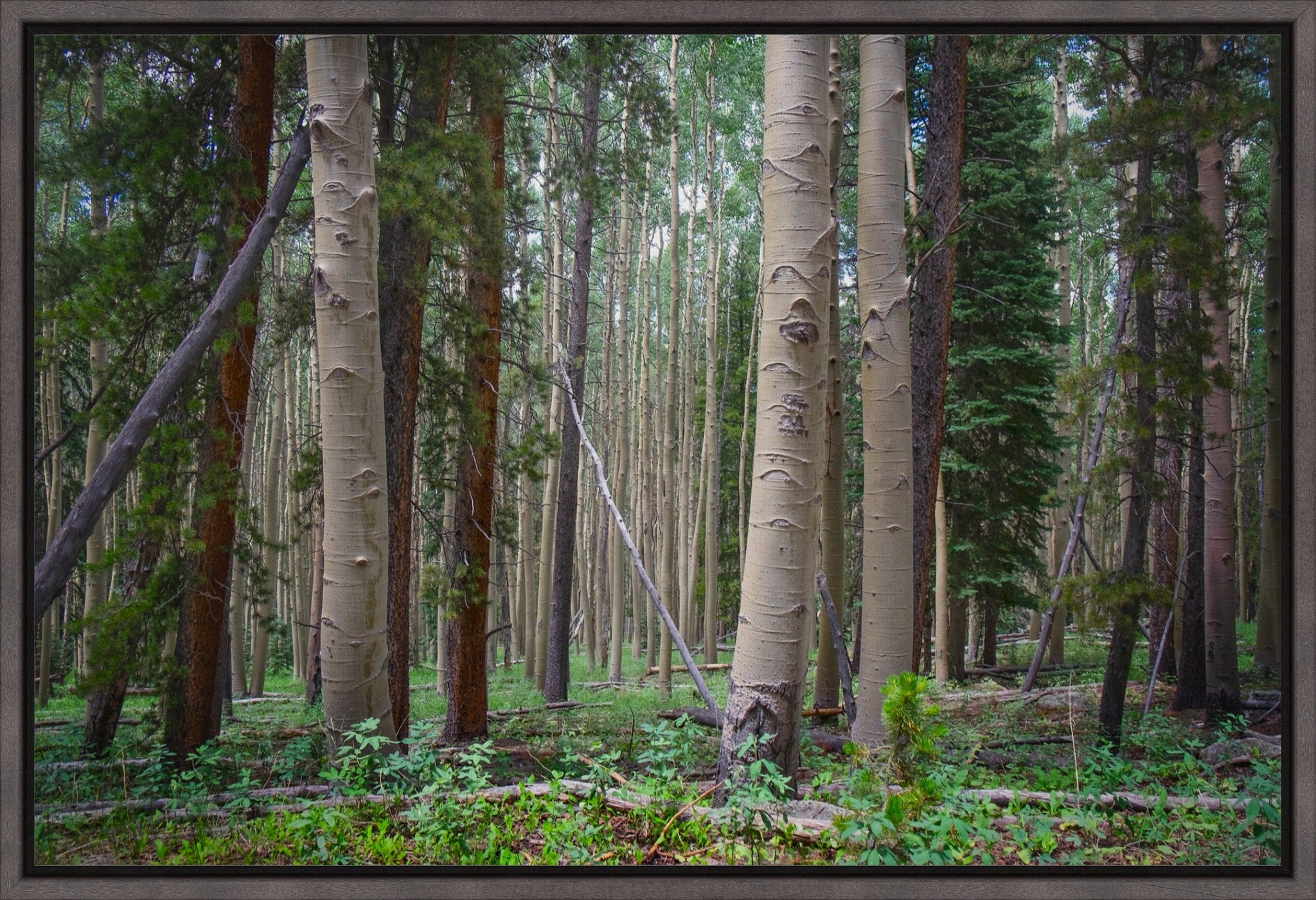 Trailside Perspective