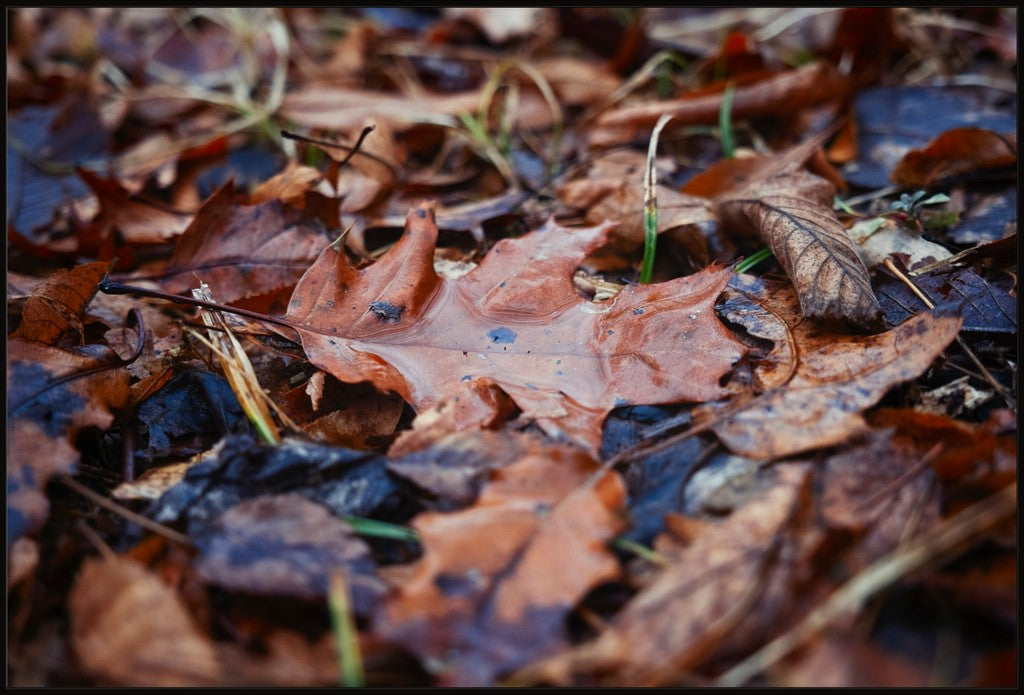 Water Pooled on Fallen Leaf