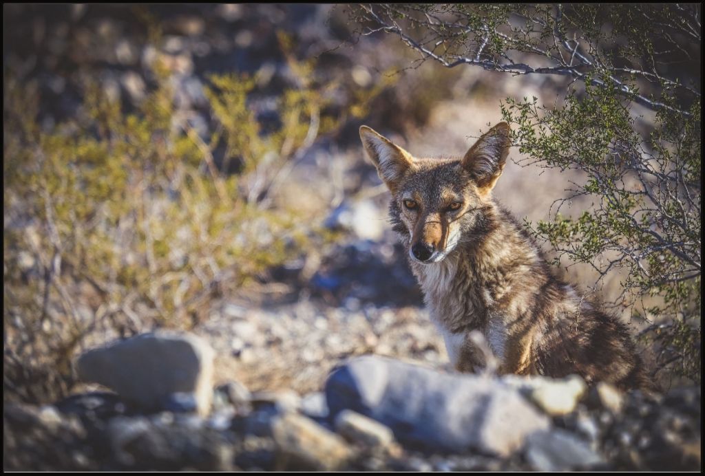 Coyote Gaze