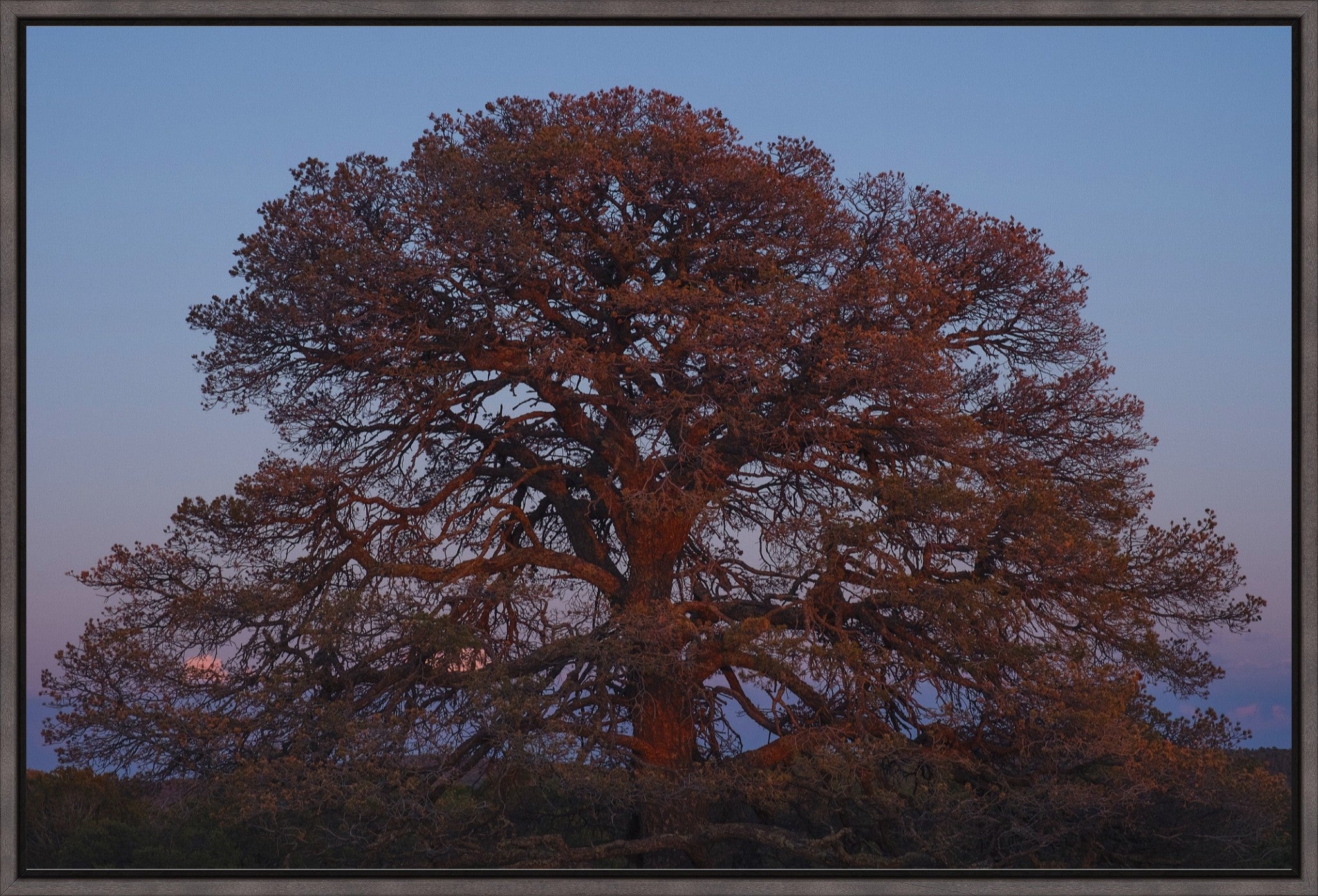 Blue Hour Pine