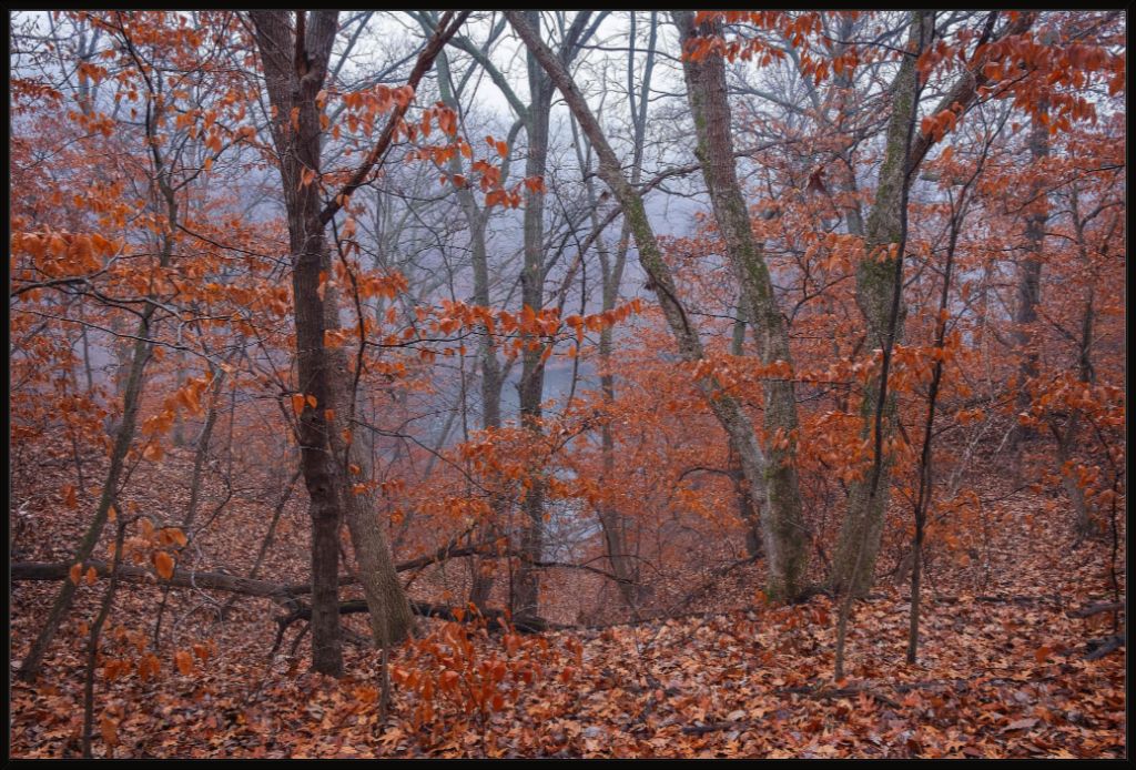 Winter Woodland