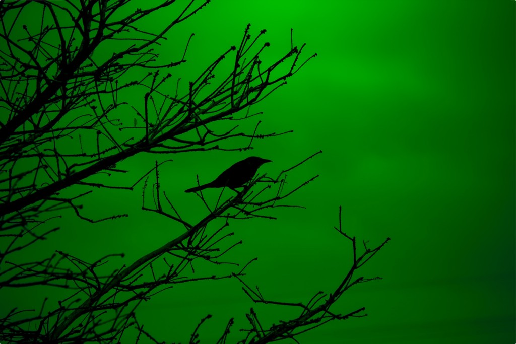 Grackle Silhouette on Green