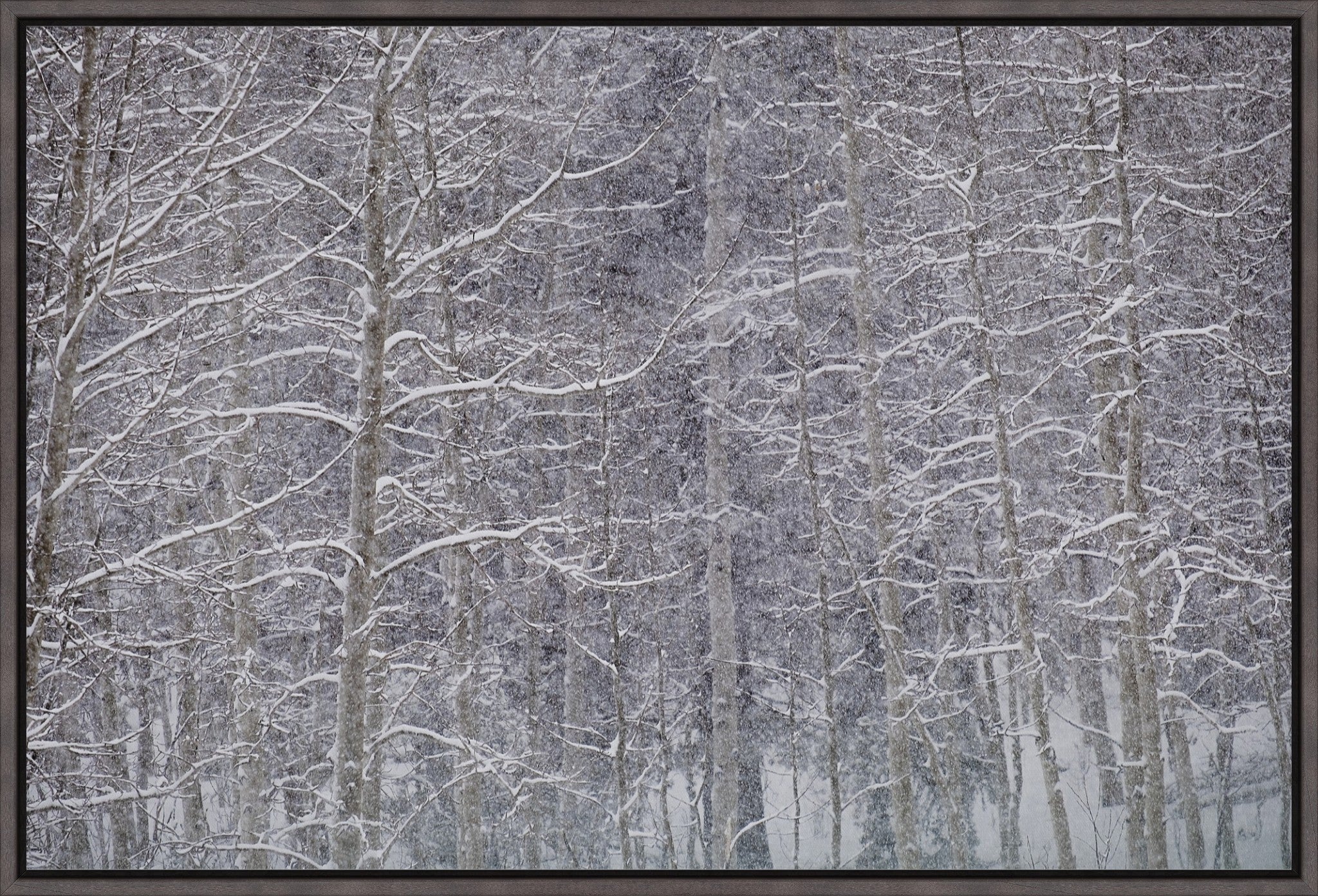 Heavy Snow & Forest Abstract II