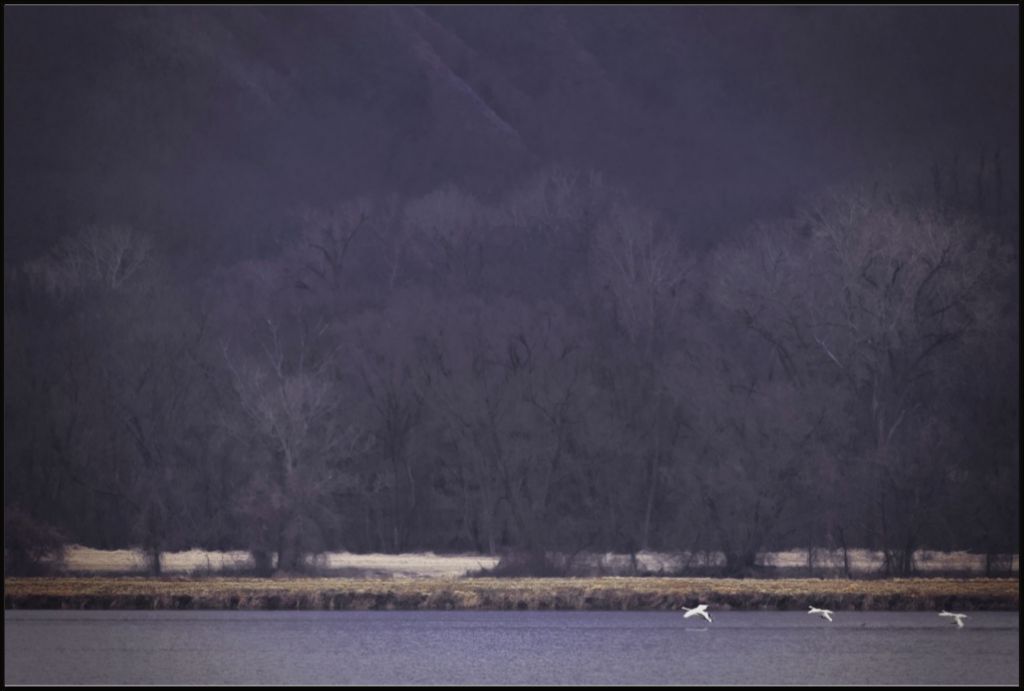 Snow Geese Take Flight