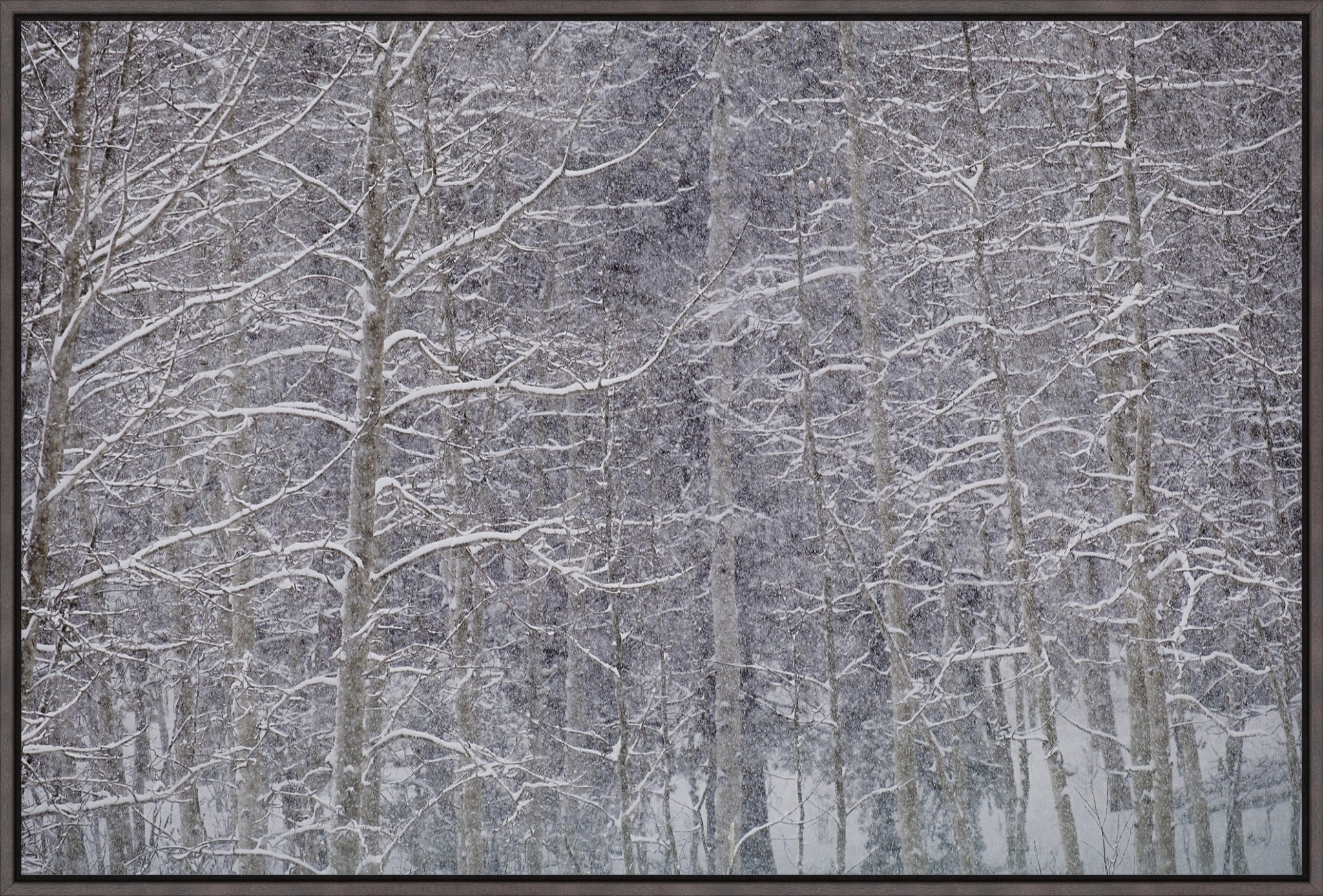 Heavy Snow & Forest Abstract II