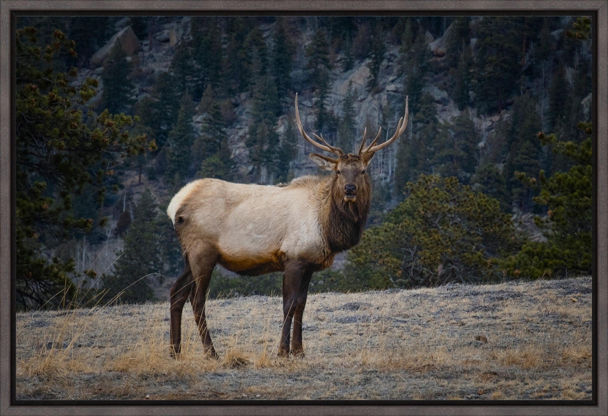 Portrait of a Bull Elk