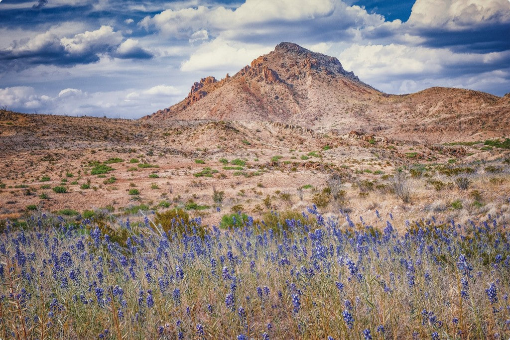 Bluebonnet Sky