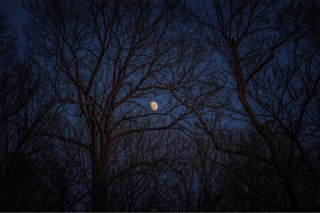 Winter Moon