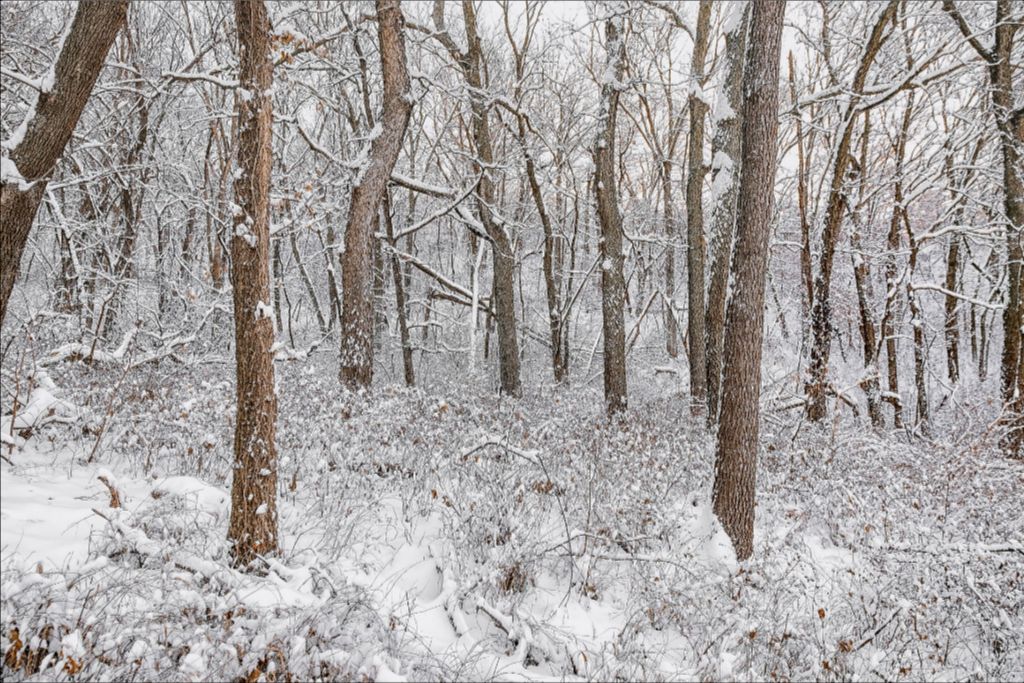 Winter in the Loess Hills