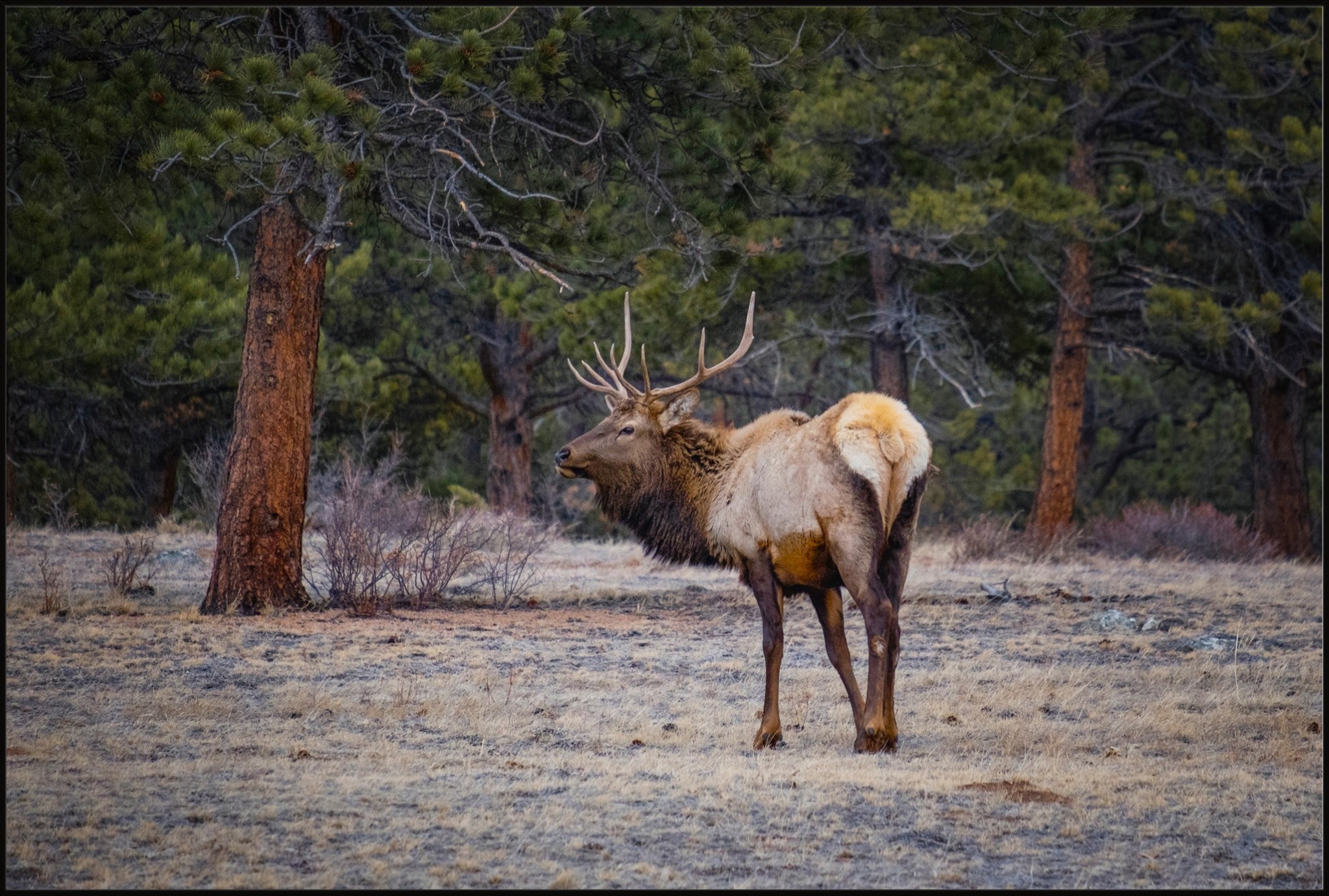 Bull Elk