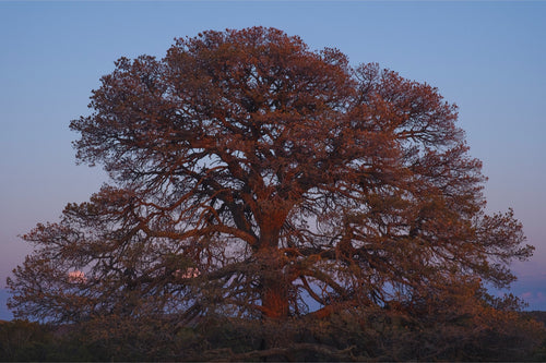 Blue Hour Pine