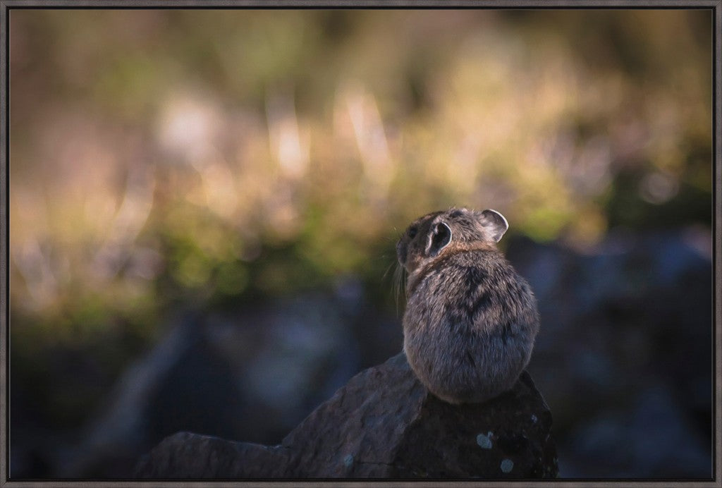 Wheeler Peak Pika