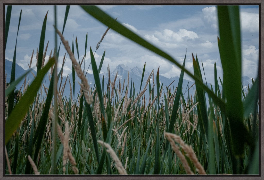 Montana Field