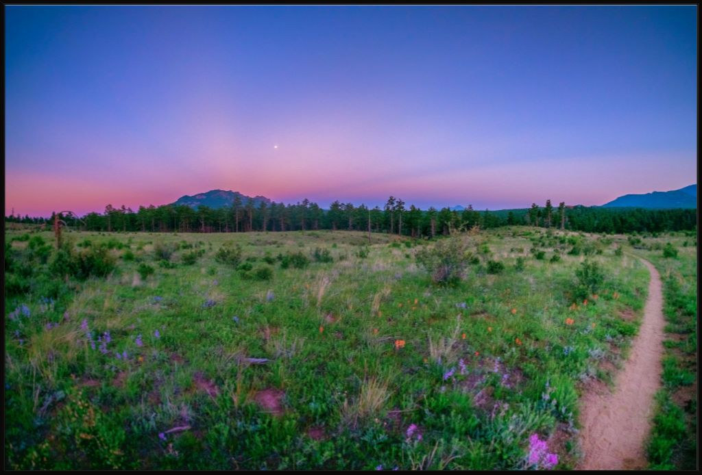 Burn Area Wildflowers