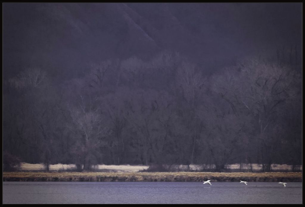 Snow Geese Take Flight