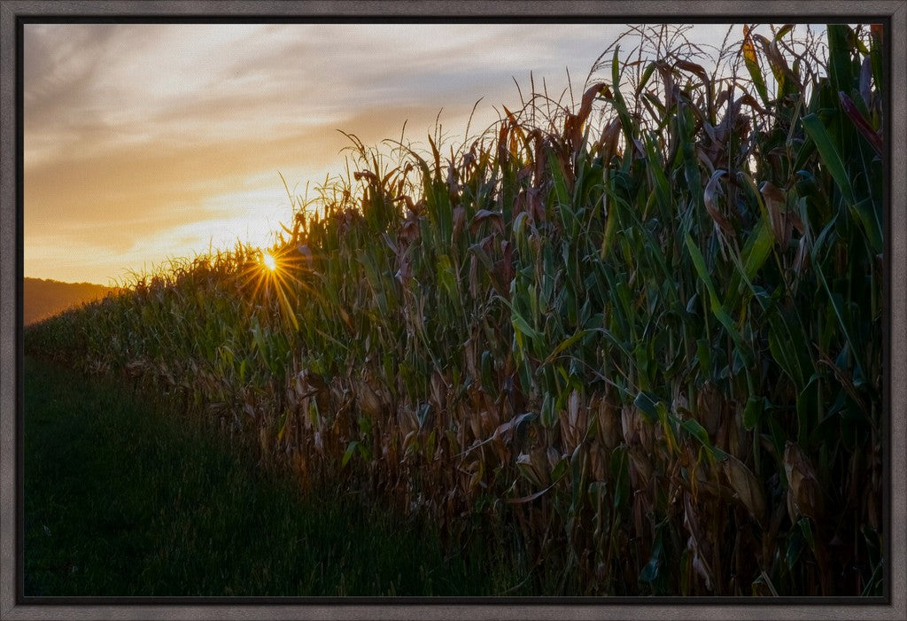 Sunset Over Tall Corn