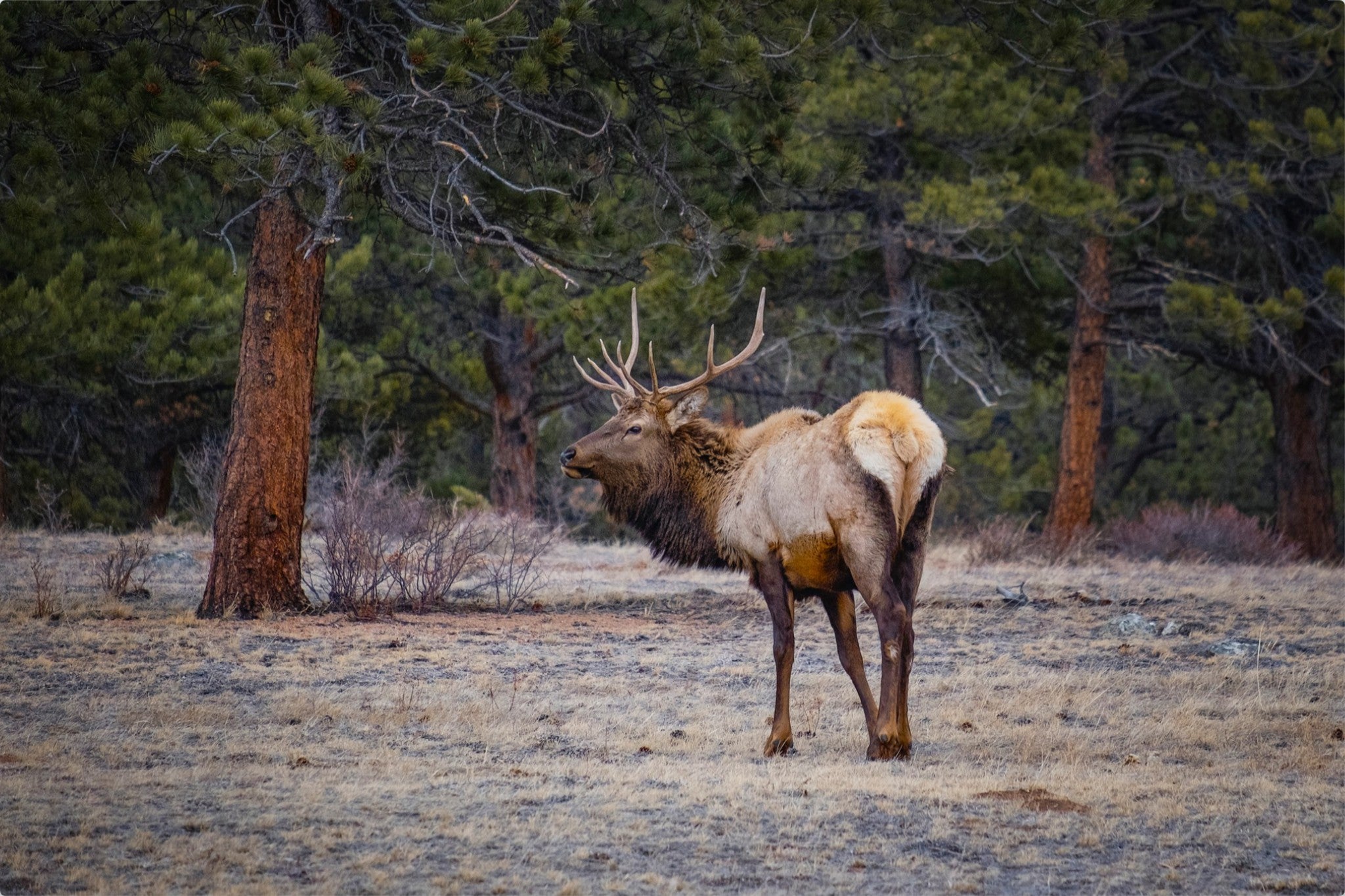 Bull Elk