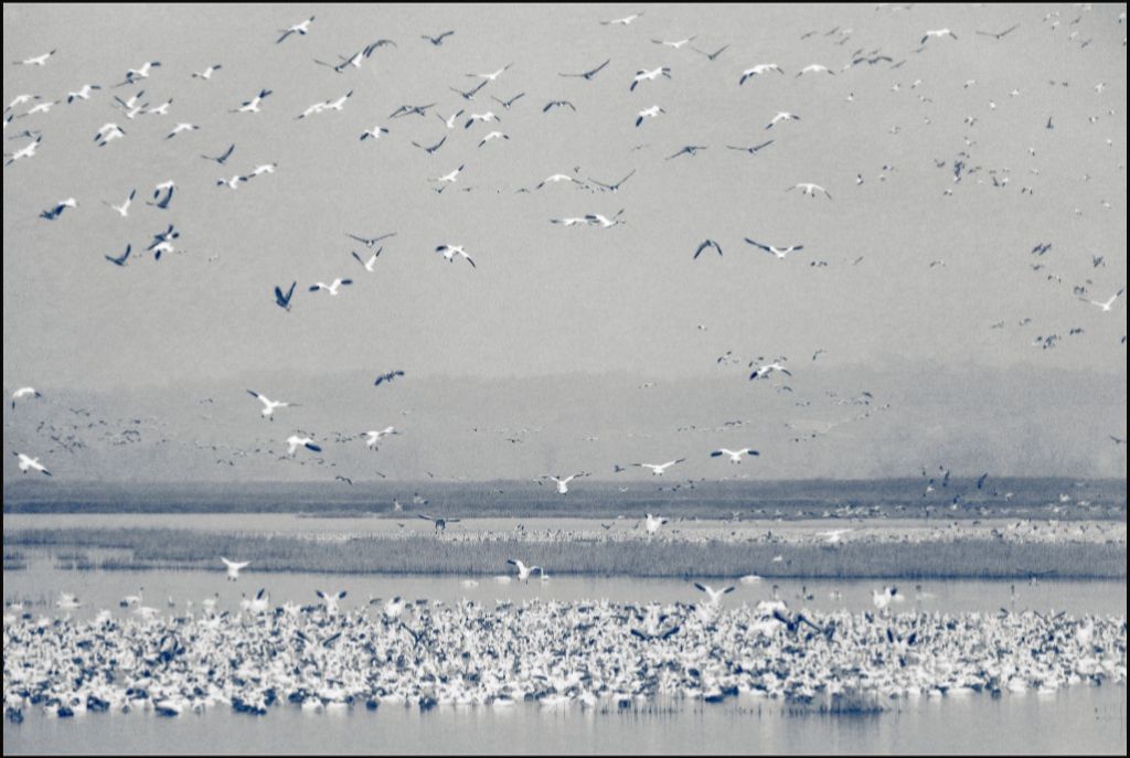 Snow Goose Cyanotype II