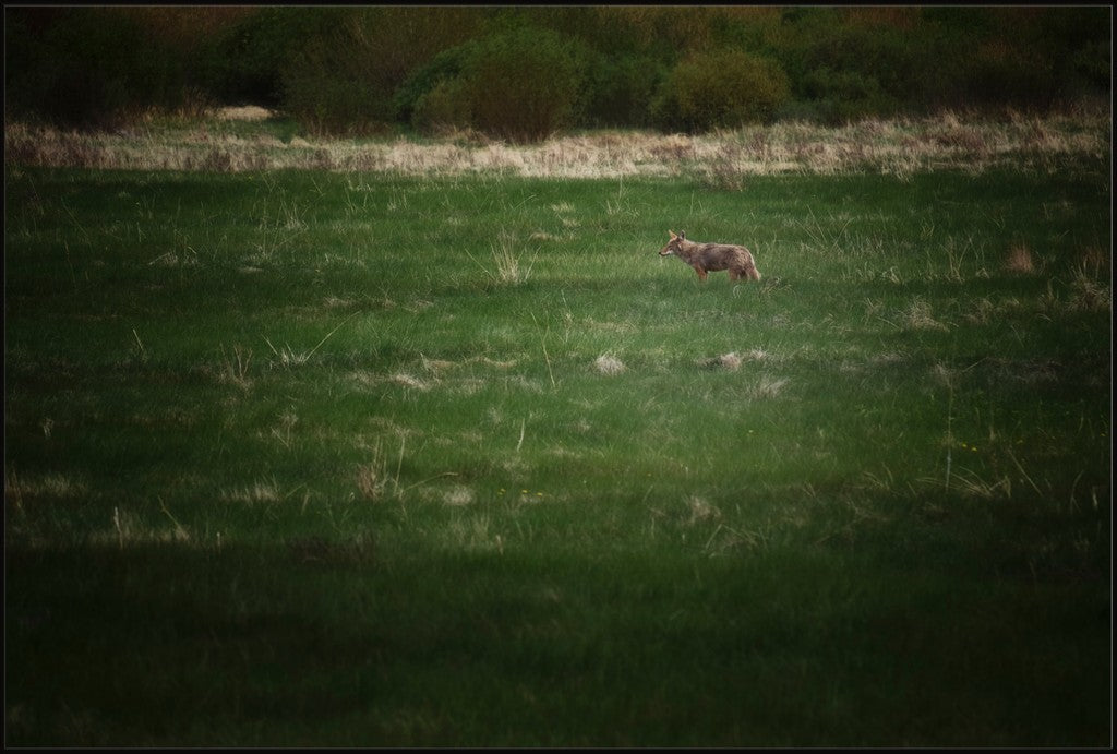 Rocky Mountain Coyote