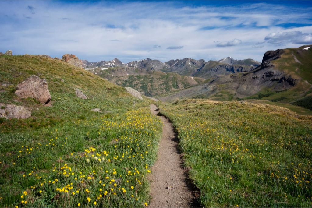 Yellow Wildflowers Way