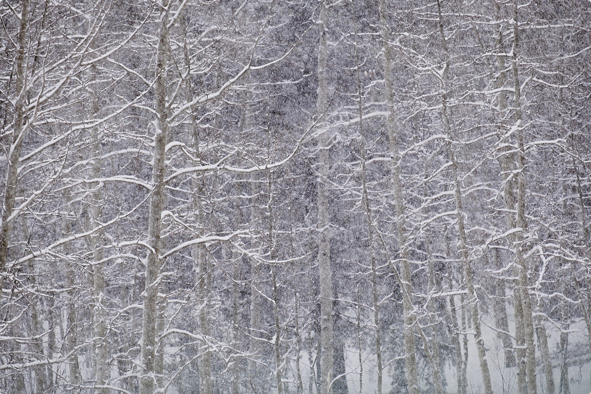 Heavy Snow & Forest Abstract II