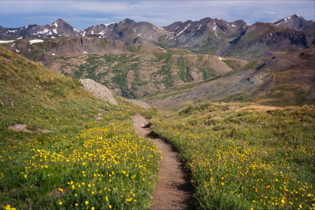 Wildflower Corridor