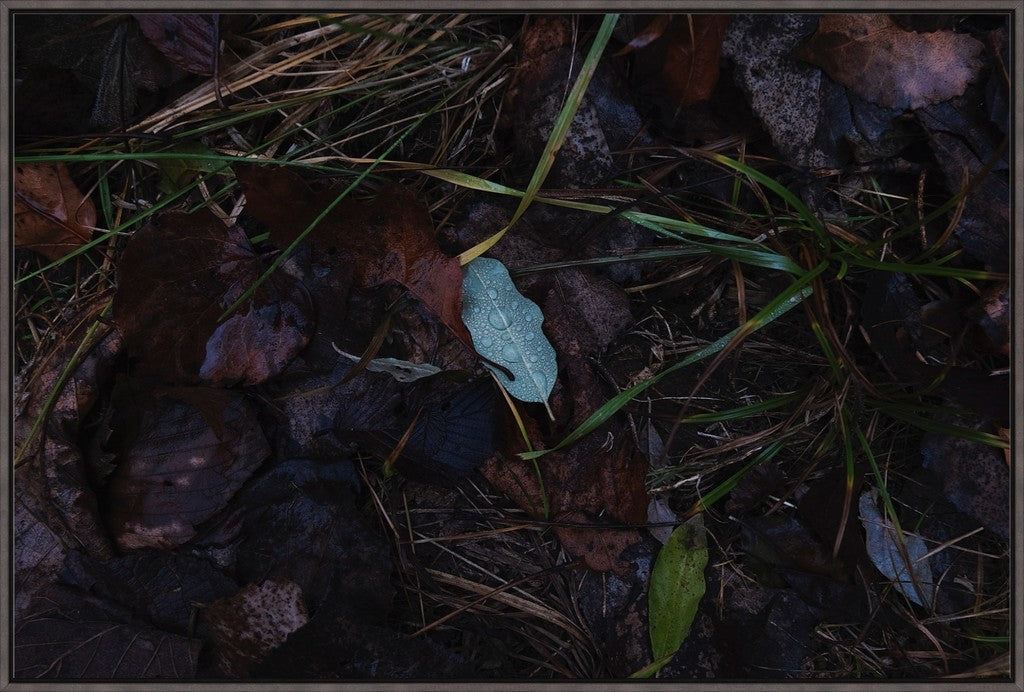 Raindrops on Fallen Leaf