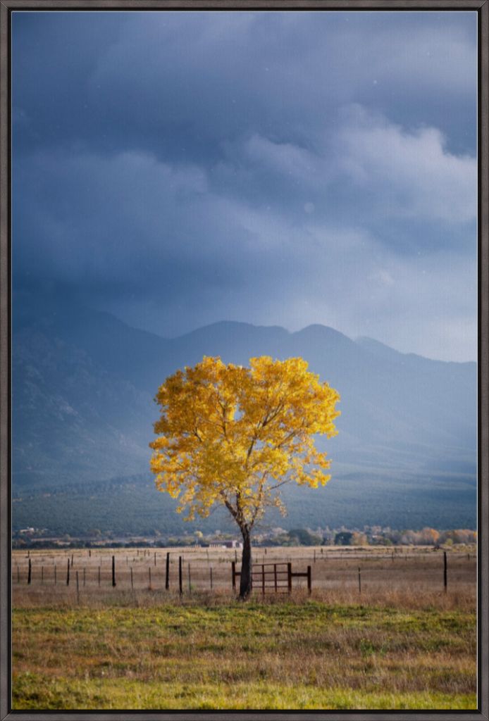 Solitary Cottonwood II