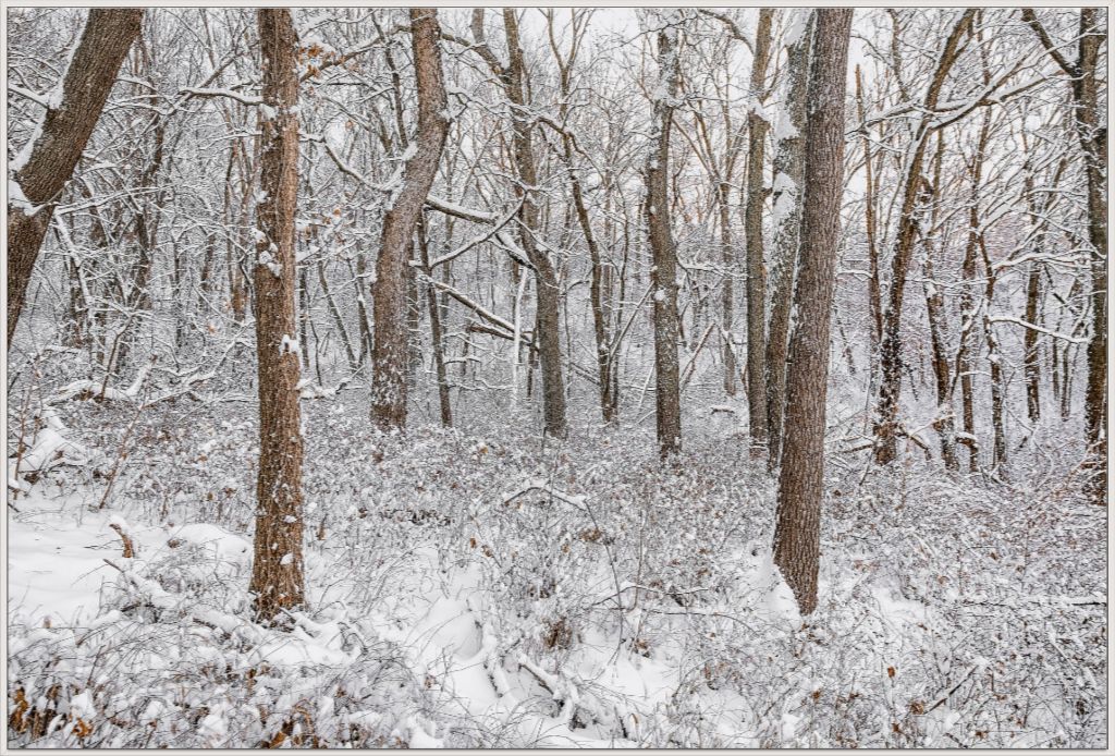 Winter in the Loess Hills