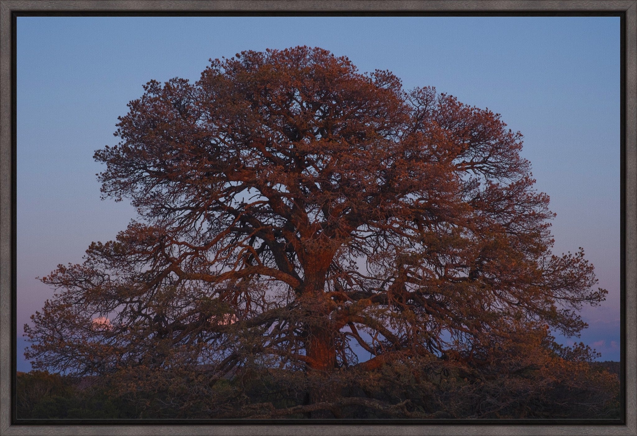 Blue Hour Pine