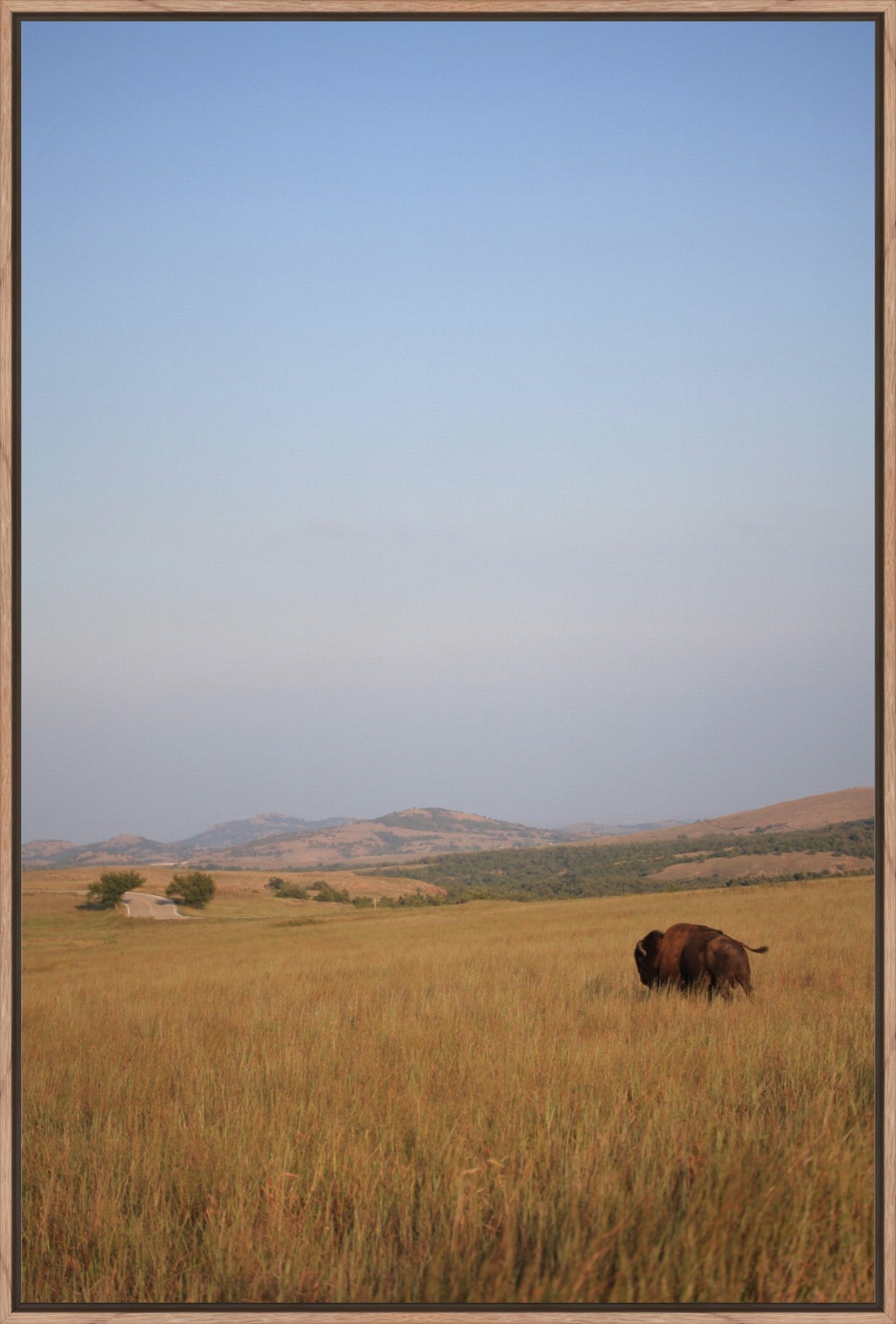 Kansas Bison