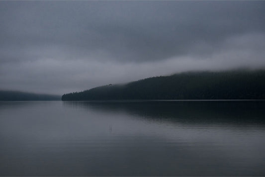 Dark Waters + Bird in Flight