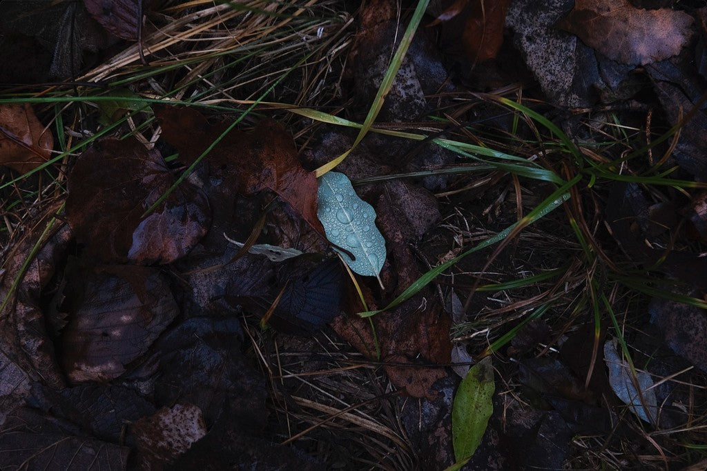 Raindrops on Fallen Leaf