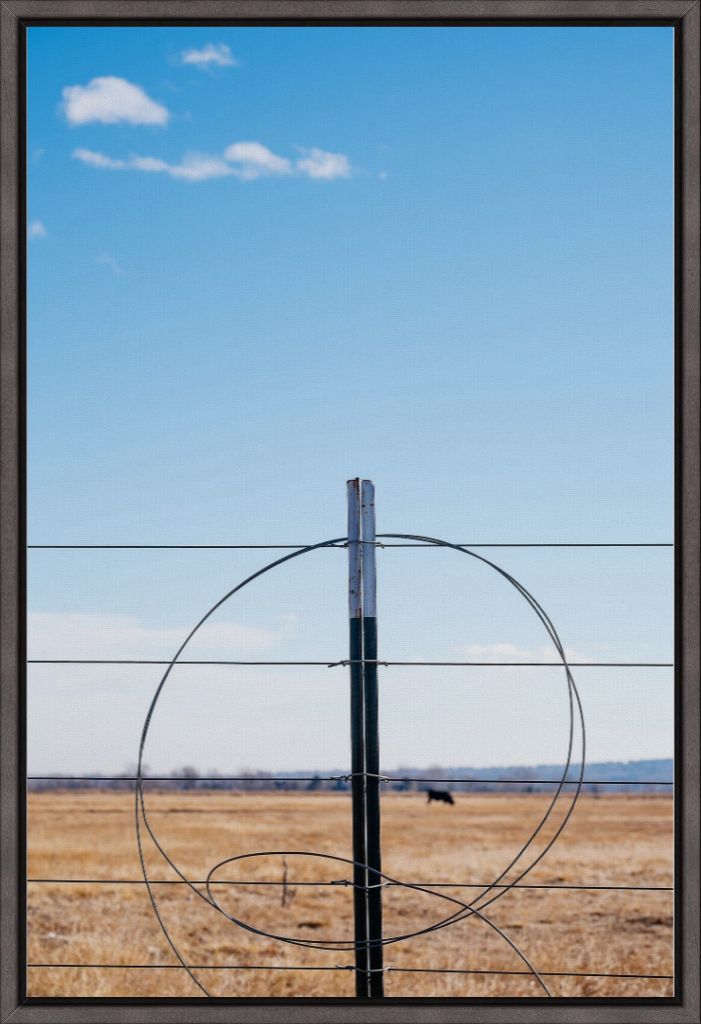 Fenceline and Cow on the Colorado Plains