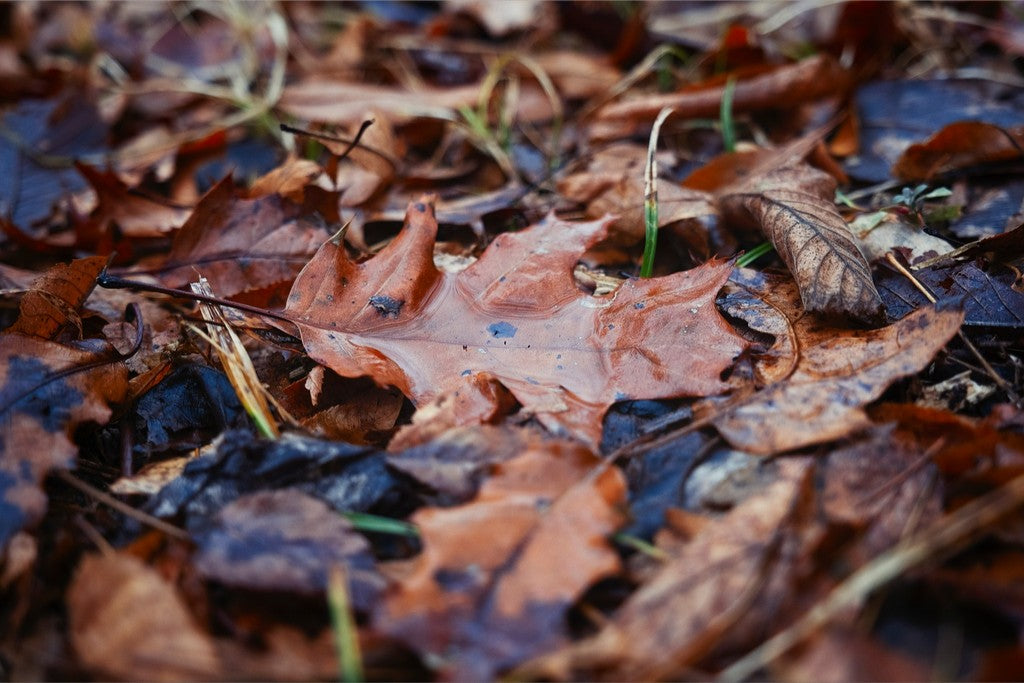 Water Pooled on Fallen Leaf