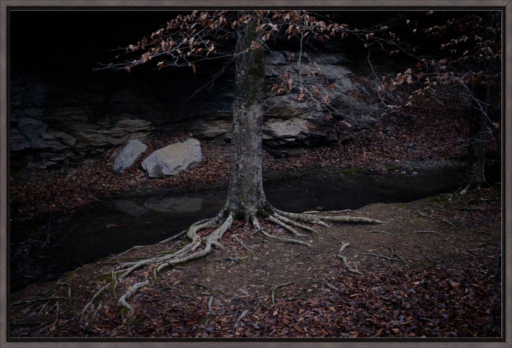 Winter Roots