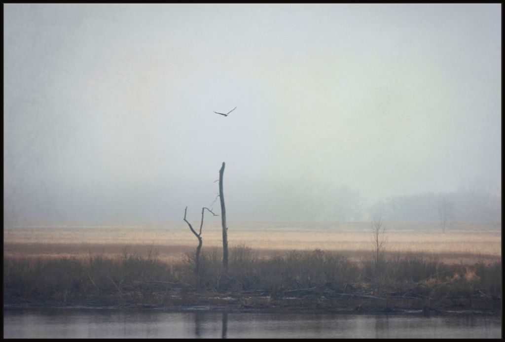 Wetlands Eagle