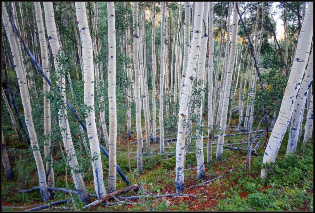 Wall of Aspens