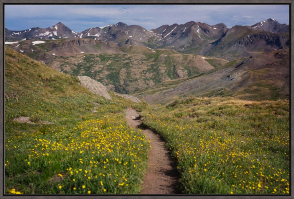 Wildflower Corridor